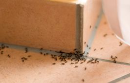 Come evitare un’infestazione da formiche e a chi rivolgersi in caso di disinfestazione